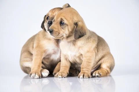 Two dogs  on a white background Stock Photos