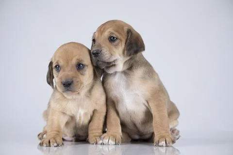 Two dogs  on a white background Stock Photos