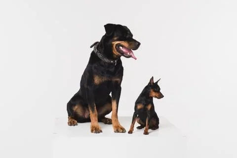 Two dogs on a white background in the studio. Stock Photos