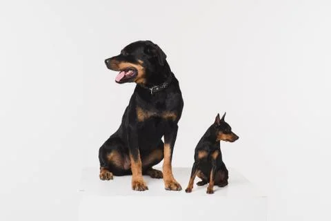 Two dogs on a white background in the studio. Stock Photos
