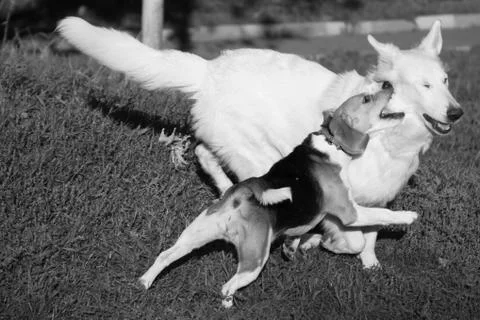 Two dogs, a white shepherd and a beagle, play together Stock Photos