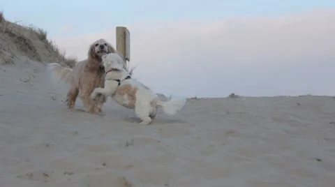 Two Dogs Wrestle on Beach Stock Footage 47001674