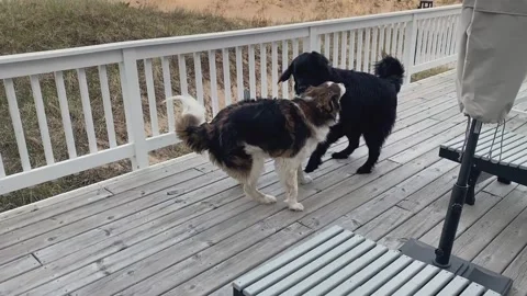 Two dogs wrestling on a deck Stock Footage 263510561