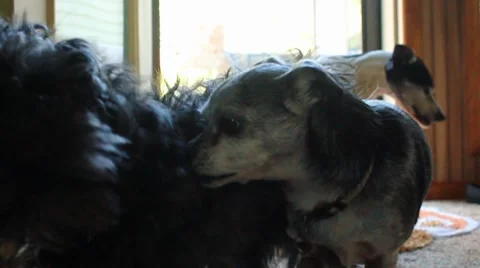 Two dogs wrestling Video stock 8652667