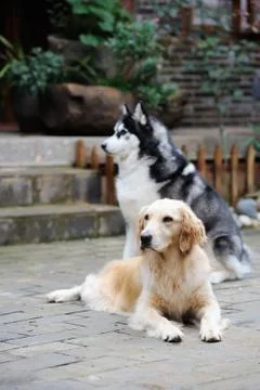 Two dogs in the yard Stock Photos