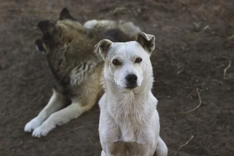 Two Dogs in the Yard Stock-Fotos