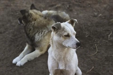 Two Dogs in the Yard Stock Photos