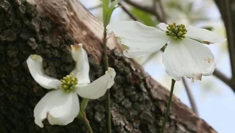 Two dogwood blooms Video stock 11019769