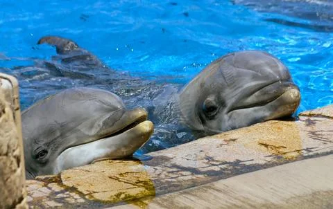 A two dolphin closeup. Stock Photos