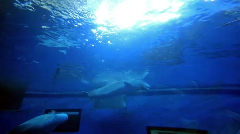 Two Dolphin in the ocean Stock Footage 51632021