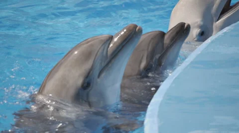 Two Dolphins and White Whale in Pool Stock Footage 52387202