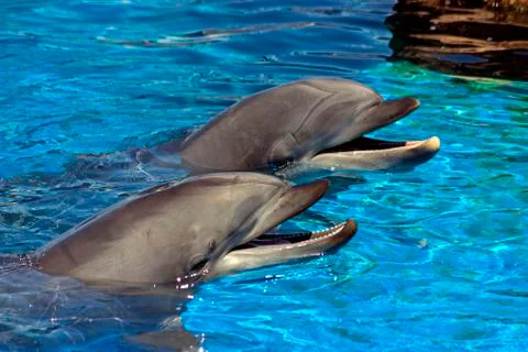 Two dolphins close-up. Stock Photos
