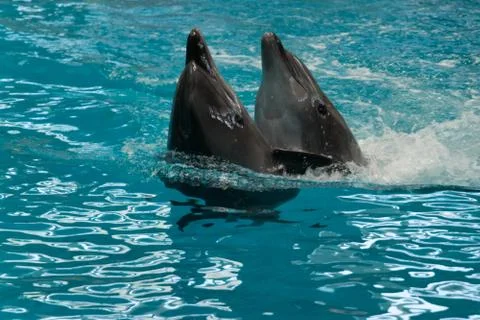 Two dolphins in close Stock Photos