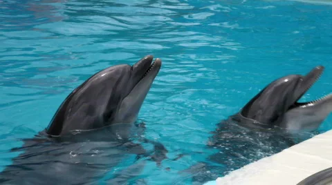Two dolphins closeup Stock Footage 767760