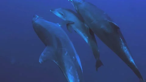Two dolphins with dolphin juvenile, underwater shot, Pacific Ocean Video stock 167683020