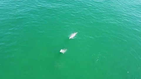 Two dolphins flicking their tail at fish Stock Footage 161379744