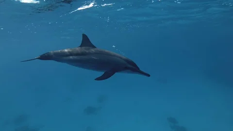 Two Dolphins greet each other when they meet, blow bubbles and rub noses. Stock Footage 97919438
