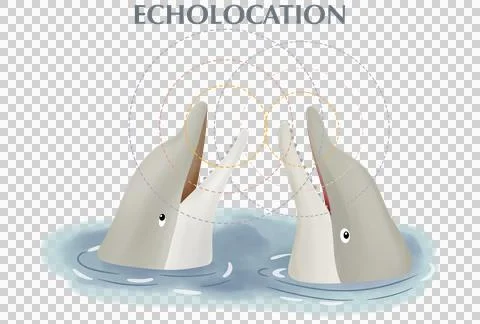 Two dolphins interacting using echolocation in the water Stock Illustration