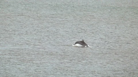 Two dolphins jump and chase each other in surf Stock Footage 68706103