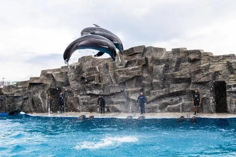 Two dolphins jump out over water on dolphin show Stock Photos