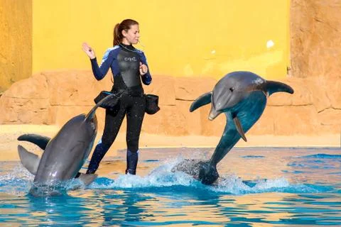 Two dolphins jumping next to their female trainer during an exhibition Stock Photos