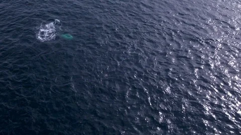 Two dolphins jumping / playing. Drone shot. 4K Stock Footage 93751380