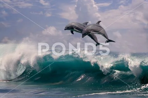 Two dolphins jumping from sea water over ocean wave Stock Photos