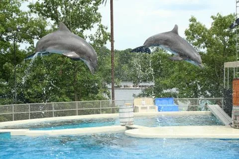 Two dolphins jumping through the air Stock Photos