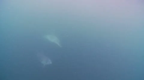 Two Dolphins mid water  Stock Footage 47863894