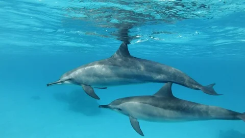 Two dolphins, mom and young dolphin slowly swims in a circle under surface Stock Footage 105457282