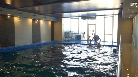 Two dolphins moving on the surface of water using their tails slow motion Video stock 73117349