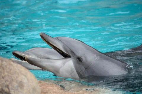 Two dolphins Stock Photos