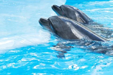 Two dolphins on a platform Stock Photos