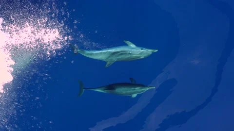 Two Dolphins playing and jumping near a boat Stock Footage 150565719