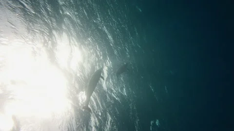 Two Dolphins playing in blue water Red sea. Underwater shot wild dolphins breath Stock Footage 195022096
