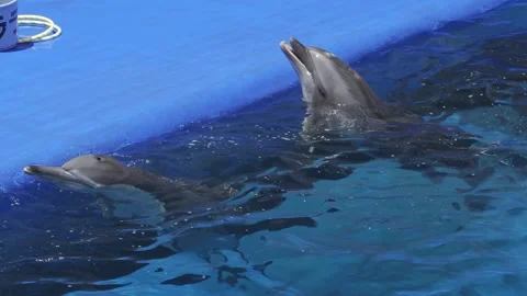 Two dolphins playing with toy balls in an aquarium pool 库存影片 337218985