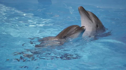 Two Dolphins in Pool 1 Stock Footage 52387369