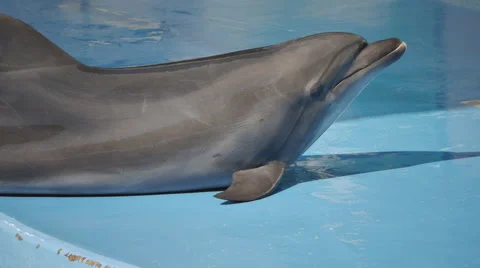 Two Dolphins in Pool 2 Stock Footage 52387319