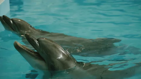 Two dolphins in the pool Stock Footage 49547231
