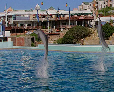 Two dolphins putting on a display at a dolphinarium in Port Elizabeth Stock Footage 36307207