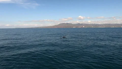 Two dolphins surface and jump out of the ocean, out at sea, mountains in Stock Footage 130832095