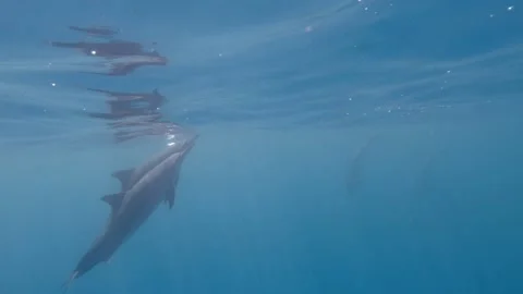 Two dolphins surface, turn, swim away 스톡 동영상 148355116