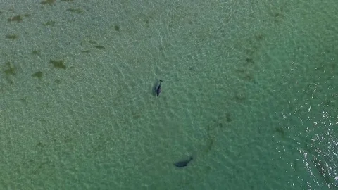 Two dolphins swim in the open sea in shallow water Stock Footage 77716796