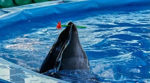 Two dolphins swim in the pool and hold an artificial flower with their mouths Stock Photos