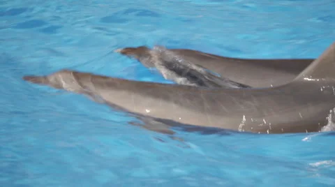 Two Dolphins Swim Together In Pool Stock Footage 52387559