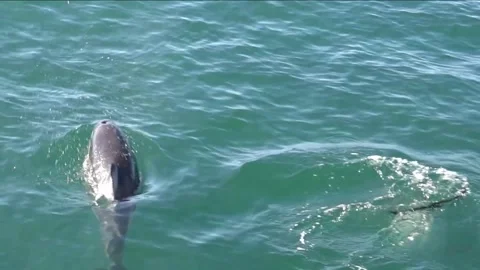 Two Dolphins Swimming In Front of the Viewer Stock Footage 297059986