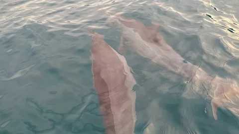 Two dolphins swimming side by side in the waters off the coast of Hawaii Stock Footage 238494129