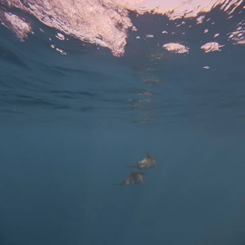 Two Dolphins Swimming Side by Side Near the Surface at Socorro Stock Footage 344477762