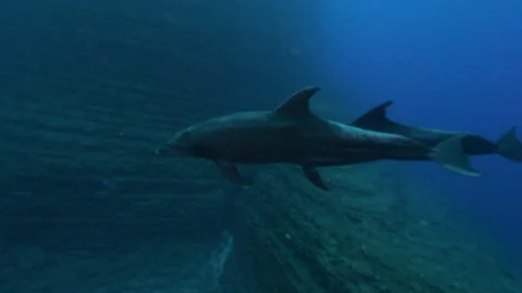 Two dolphins swimming together under the water in the blue ocean Stock Footage 115821064
