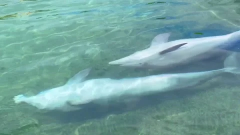 Two Dolphins Swimming Upside Down Видео 196942744
